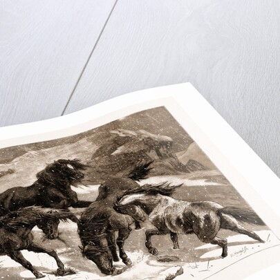 The Recent Severe Winter: Dartmoor Ponies In Search Of A Feed, UK by Anonymous