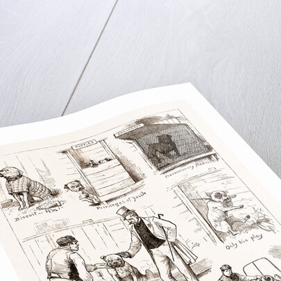 Notes At The Bulldog Club's Seventh Grand Show, 1881 by Anonymous