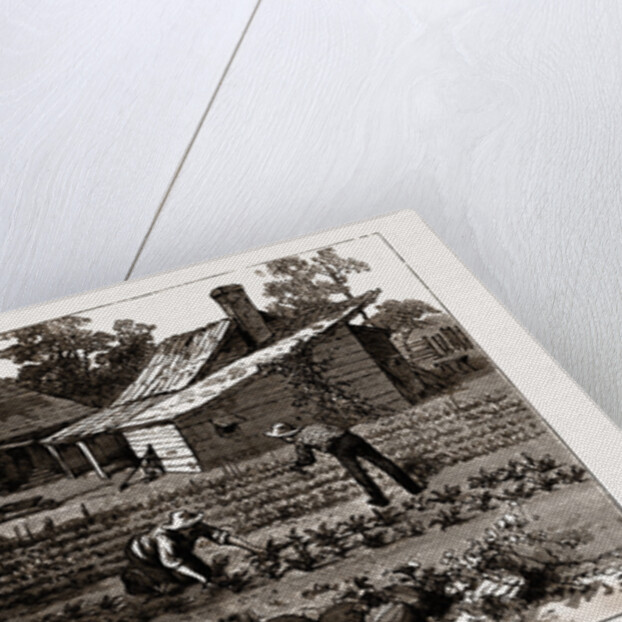 The English Garden, Scenes In Rugby, The English Colony In Tennesse, 1880, USA by Anonymous