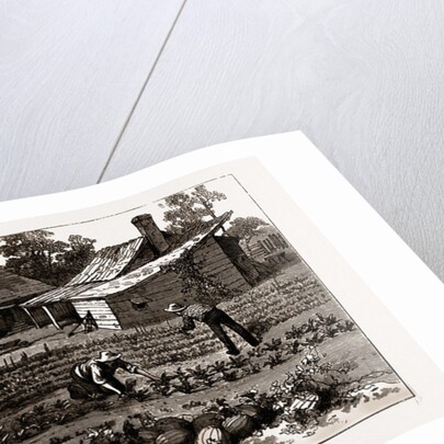 The English Garden, Scenes In Rugby, The English Colony In Tennesse, 1880, USA by Anonymous