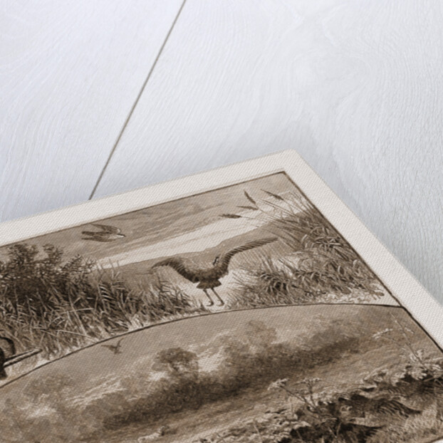 The Revival of Falconry, 1880 by Anonymous