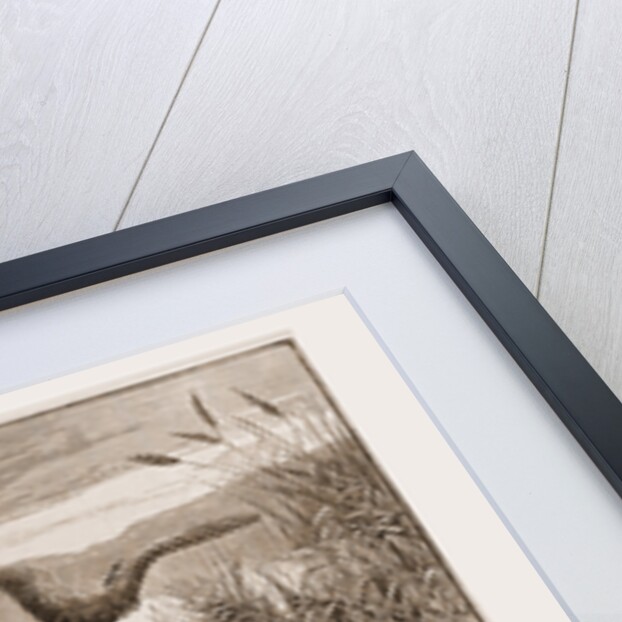 The Revival of Falconry, 1880 by Anonymous