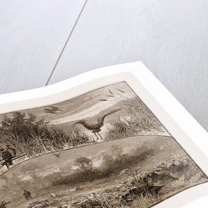 The Revival of Falconry, 1880 by Anonymous