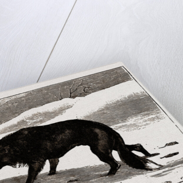 British Columbia, A Province Located On the West Coast of Canada, Dog in the Snow by Anonymous