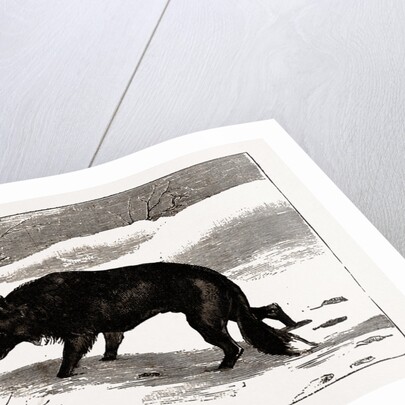 British Columbia, A Province Located On the West Coast of Canada, Dog in the Snow by Anonymous