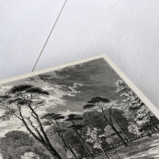 The Scotch Firs, Kensington Gardens by Anonymous