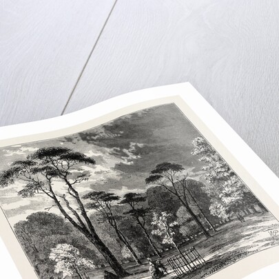 The Scotch Firs, Kensington Gardens by Anonymous