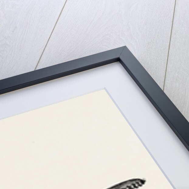 Spencer wells's artery forceps by Anonymous