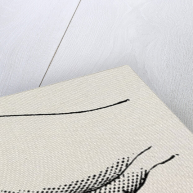 An incision by Anonymous