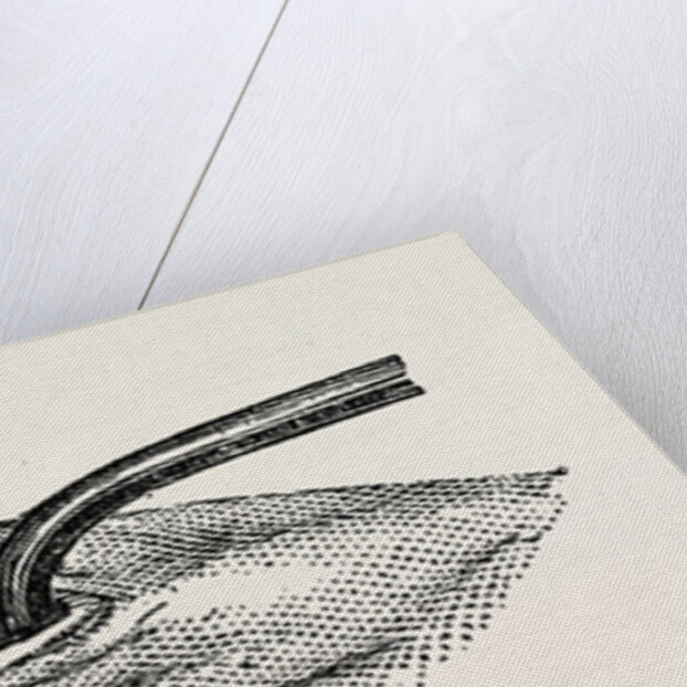 Method of steadying the margins of a wound with blunt hooks by Anonymous