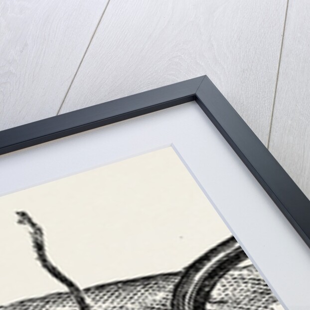 Method of steadying the margins of a wound with blunt hooks by Anonymous