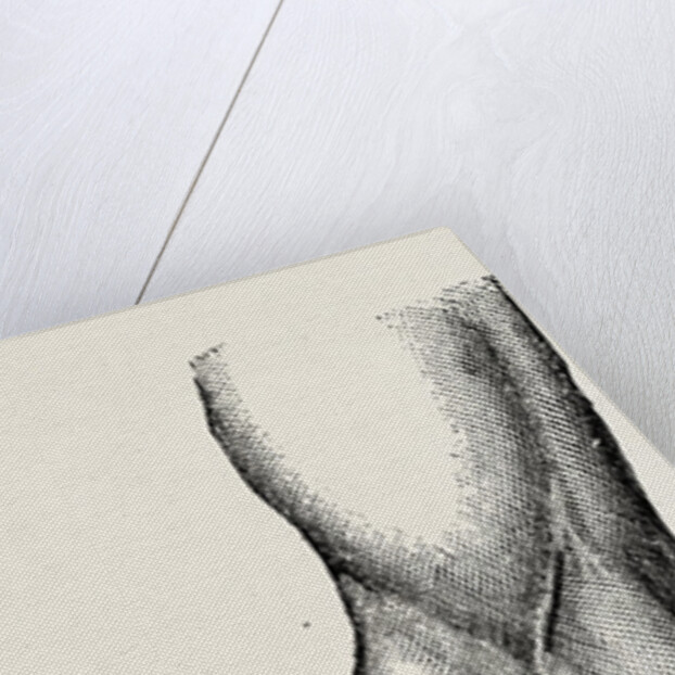 Ligature by Anonymous