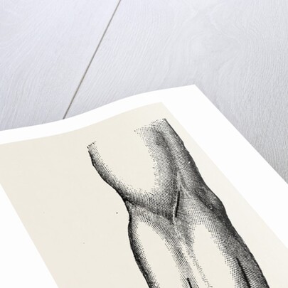 Ligature by Anonymous