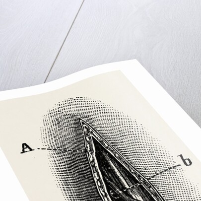 Ligature by Anonymous