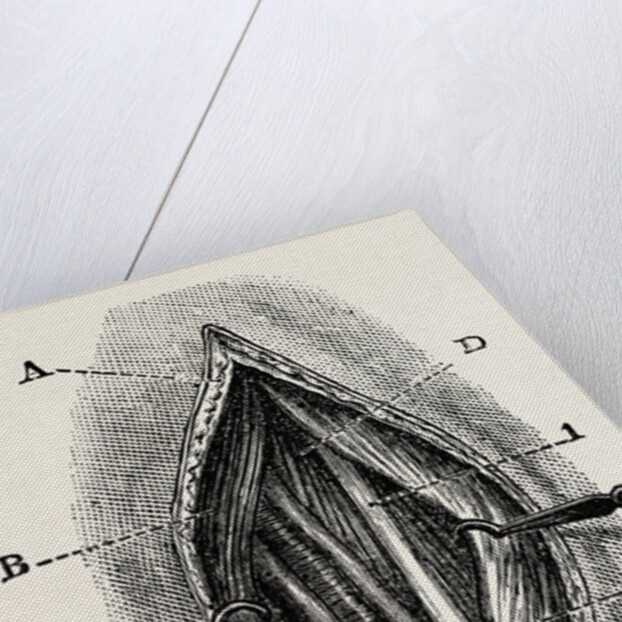 Ligature by Anonymous