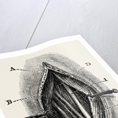 Ligature by Anonymous