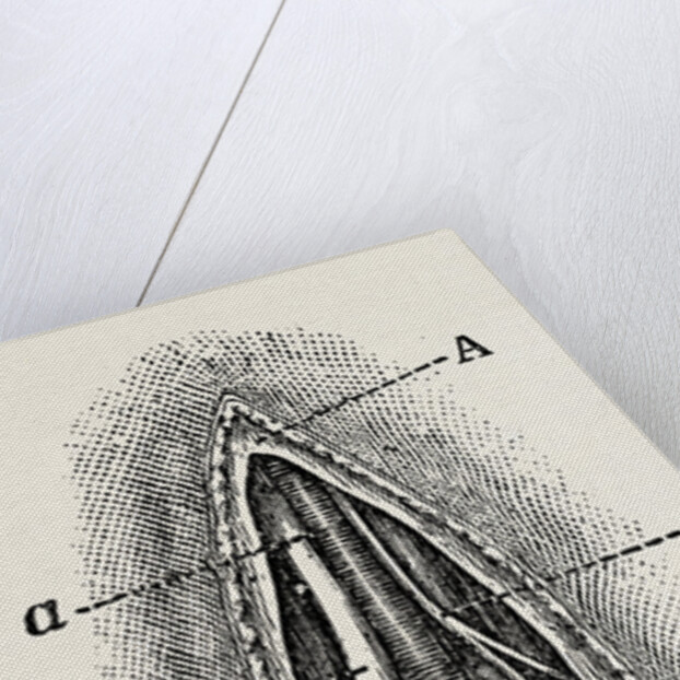 Ligature by Anonymous