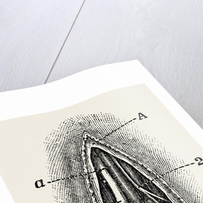 Ligature by Anonymous