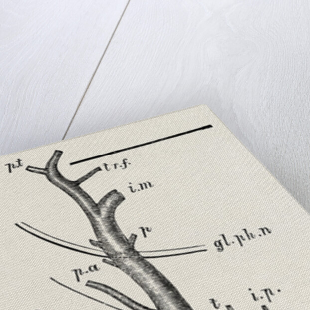 External carotid artery; natural size by Anonymous