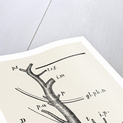 External carotid artery; natural size by Anonymous