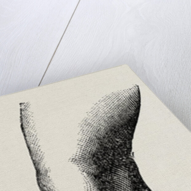 Ligature by Anonymous