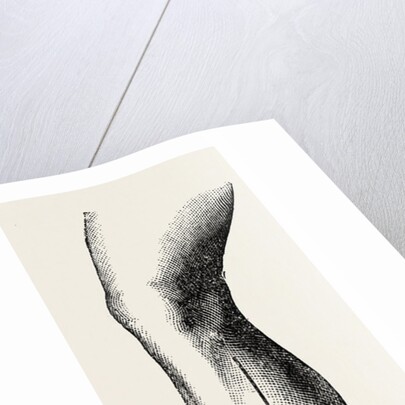 Ligature by Anonymous