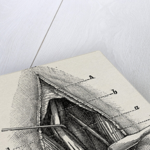 Ligature by Anonymous