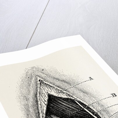 Ligature by Anonymous