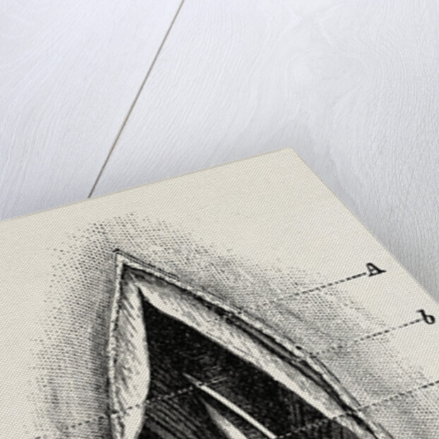 Ligature of by Anonymous