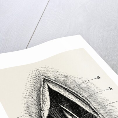Ligature of by Anonymous