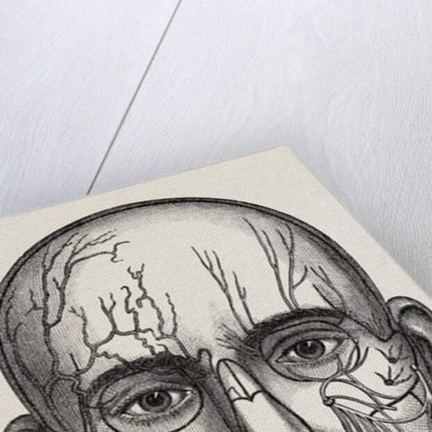 The nerves of the face by Anonymous