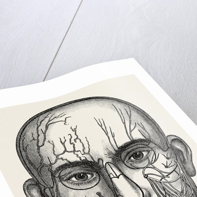The nerves of the face by Anonymous