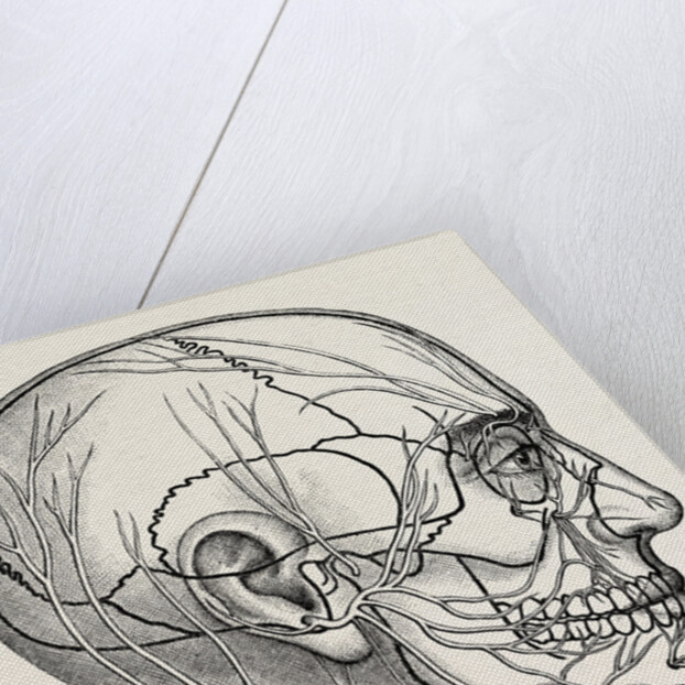 The nerves of the face and of the side of the head by Anonymous