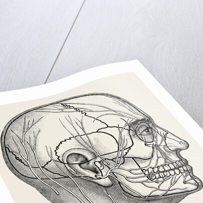 The nerves of the face and of the side of the head by Anonymous
