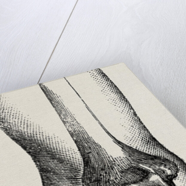Disarticulation by Anonymous