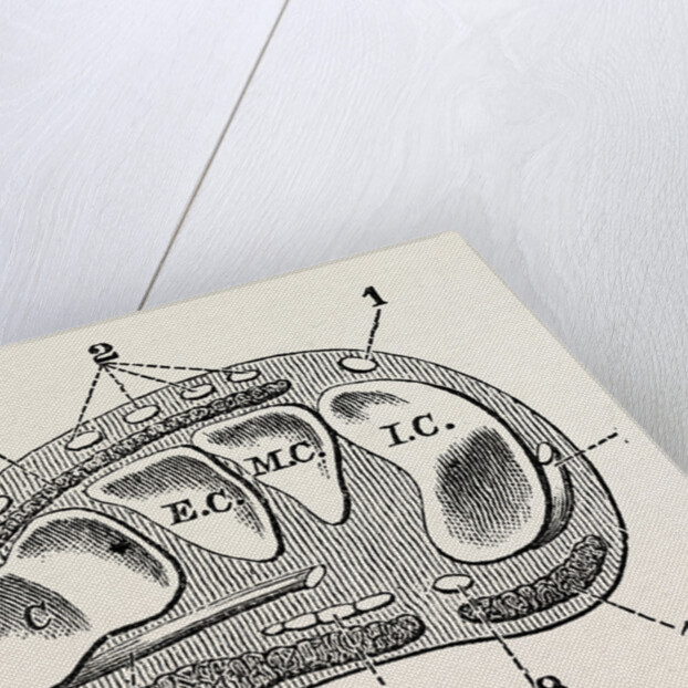 Transverse section by Anonymous