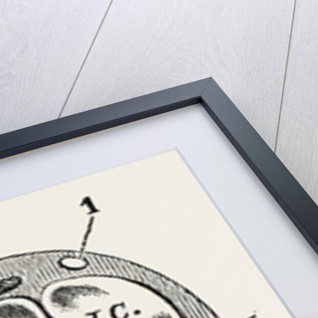 Transverse section by Anonymous