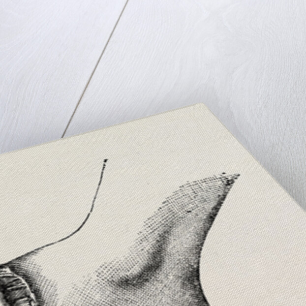 The coup de maitre in lisfrancis amputation by Anonymous