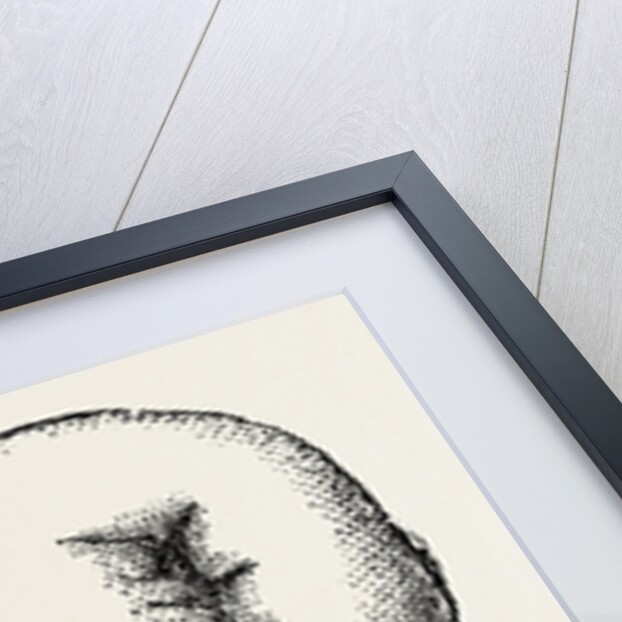 The stump by Anonymous