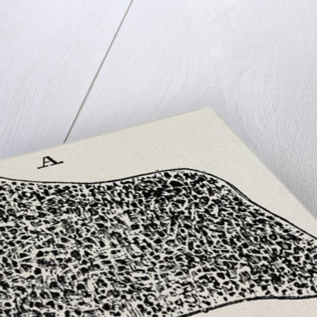 Transverse section by Anonymous