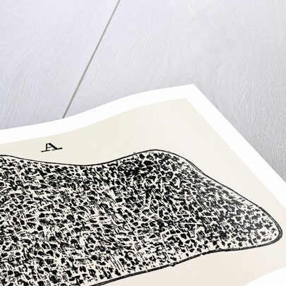 Transverse section by Anonymous