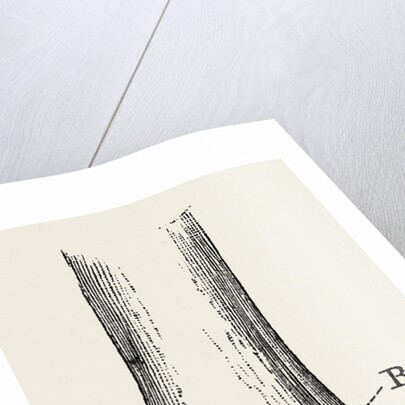 Macewen by Anonymous