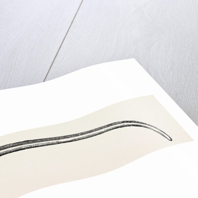 Blandin's director for resections by Anonymous