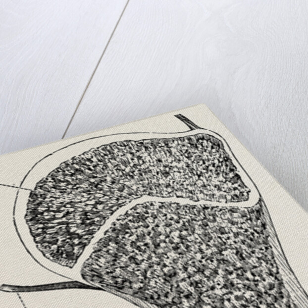 Upper end of the humerus by Anonymous