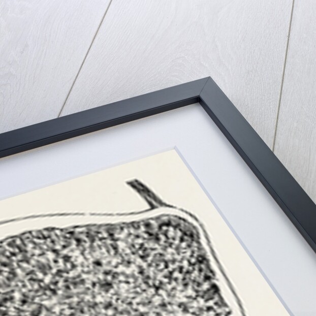 Upper end of the humerus by Anonymous