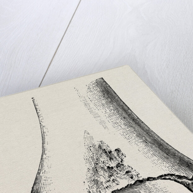 Epiphyses of the femur by Anonymous