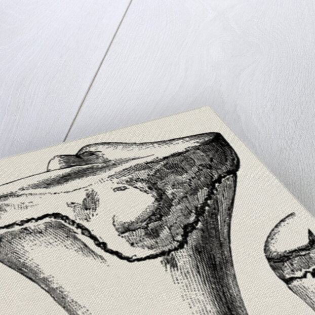 Epiphyses of the femur by Anonymous