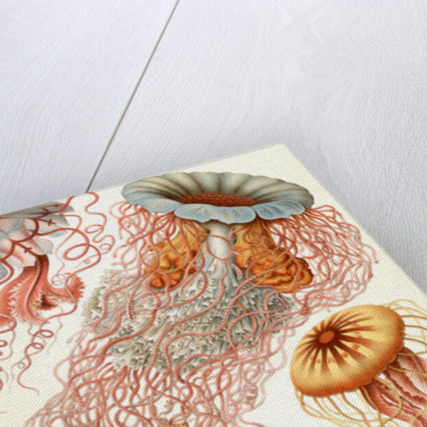 Illustration showing four different types of jellyfish. Discomedusae by Ernst Haeckel