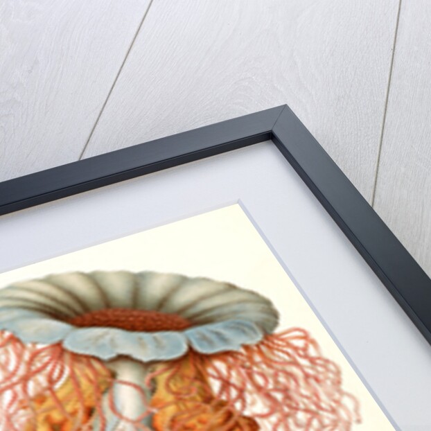 Illustration showing four different types of jellyfish. Discomedusae by Ernst Haeckel