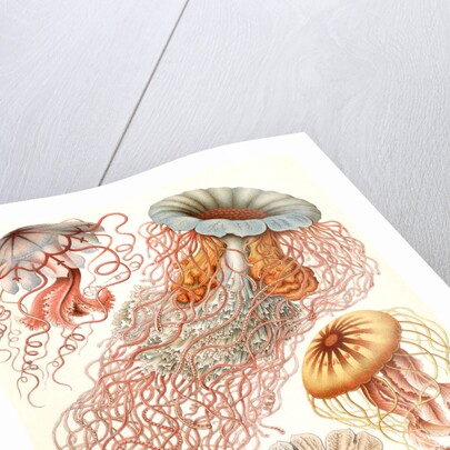 Illustration showing four different types of jellyfish. Discomedusae by Ernst Haeckel